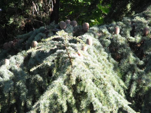 Cedrus atlantica